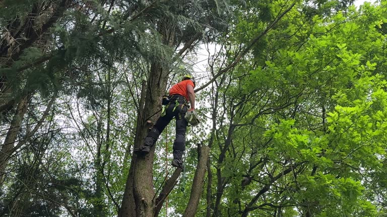 Best Tree Disease Treatment  in Red Bud, IL